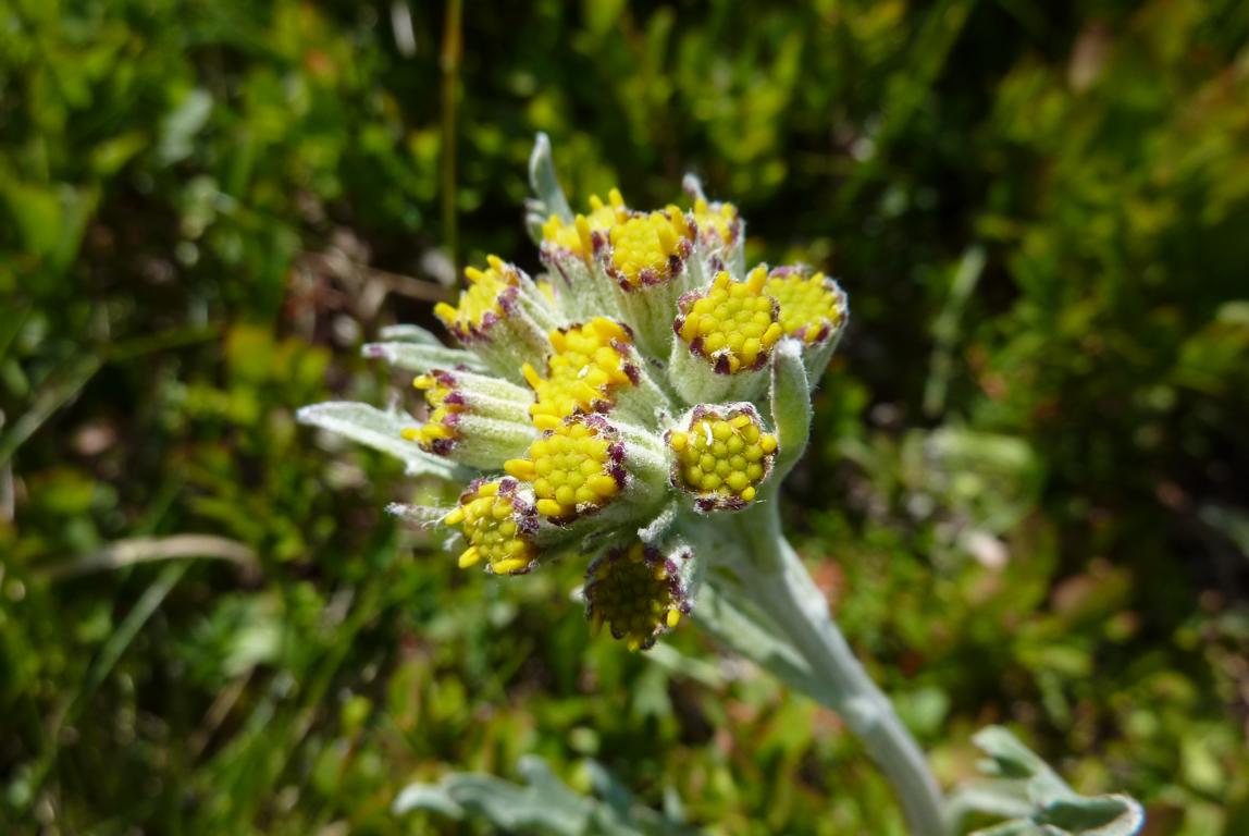 echtes edelweiss pflanze